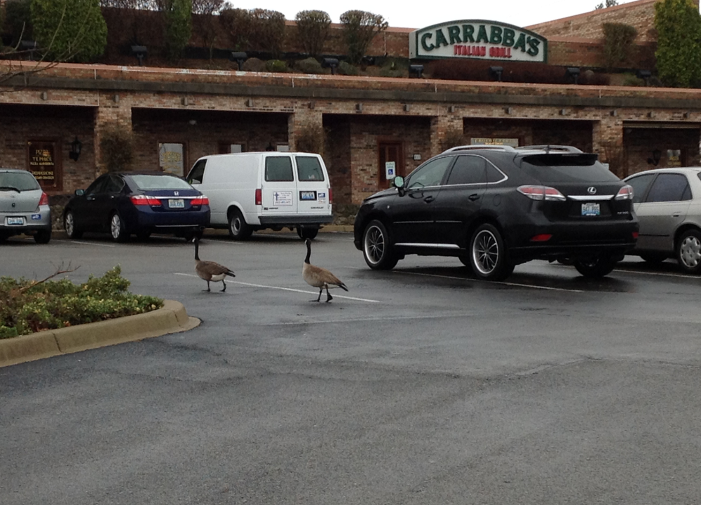 Two geese walking along in a Carraba's Italian Grill parking lot