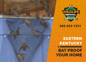 bat proofing my eastern ky home