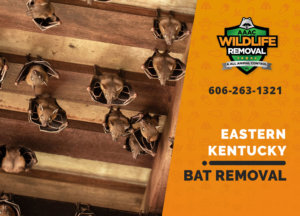 bat exclusion in eastern ky