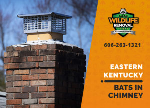 bat in chimney eastern ky