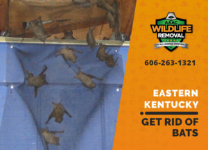 get rid of bats eastern ky