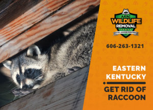 get rid of raccoon eastern ky