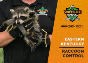 raccoon control eastern ky