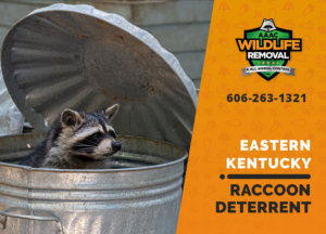 eastern ky raccoon deterrents