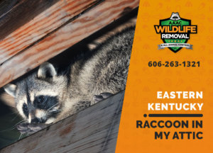raccoon stuck in attic eastern ky