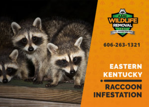 infested by raccoons eastern ky