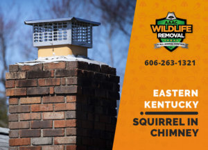 squirrel stuck in chimney eastern ky
