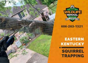 squirrel trapping program eastern ky