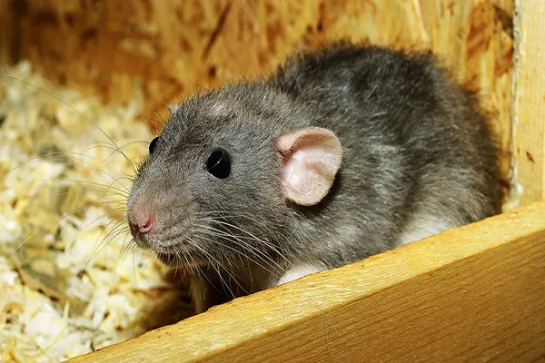 How to Prevent Rats in the House