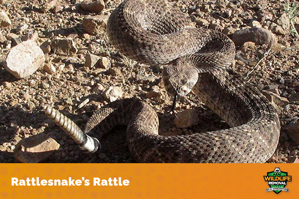 How Many Rattles on a Rattlesnake? - AAAC Wildlife Removal of Eastern ...