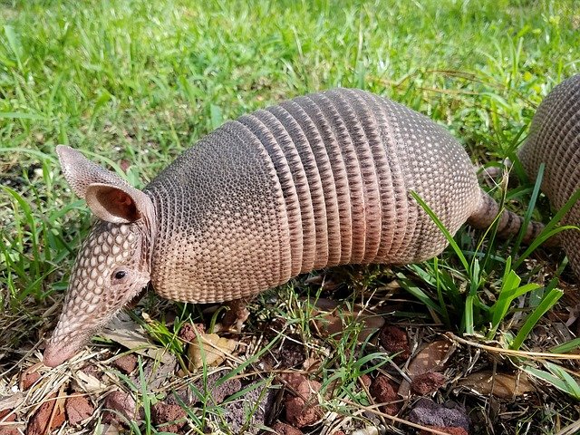 image of a armadillo