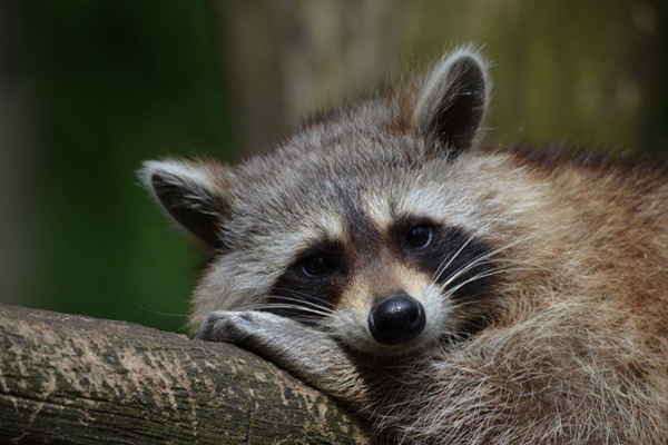 image of a raccoon