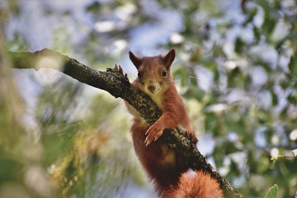 image of a squirrel