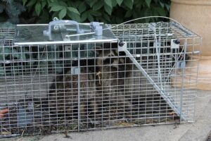Trapped Raccoon