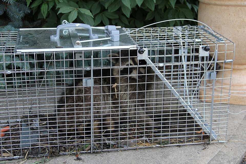 Trapped Raccoon